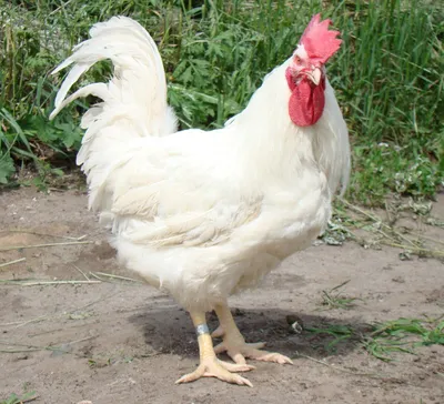 Cуточные цыплята породы Геркулес - купить на Агробиз, цена15 грн. - 693135