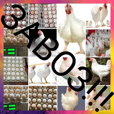 Опт інкубаційного яйця мясо-яічки: 10 грн. - Сельхоз животные Голая  Пристань на Olx
