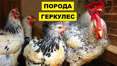 Разведение кур породы Геркулес как бизнес идея | Куры Геркулес - YouTube