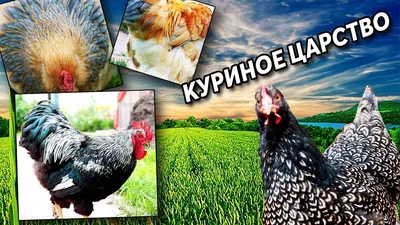 Породистые куры в подмосковном хозяйстве. Обзор породы Фавероль, и других  кур.