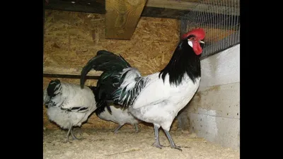 The breed of hens Lakenfelder - YouTube