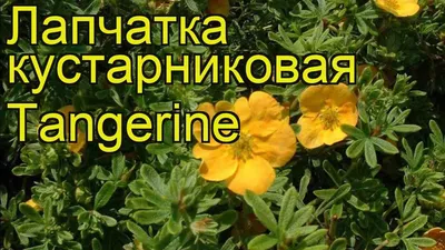 Лапчатка кустарниковая Танжерин. Краткий обзор, описание potentilla  fruticosa Tangerine - YouTube