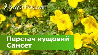 Лапчатка кустарниковая Сансэт купить в Киеве недорого, цена —  интернет-магазин Клуб рослин