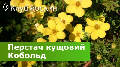 Лапчатка кустарниковая купить в Киеве, саженцы лапчатки, цена — Клуб  растений Украина