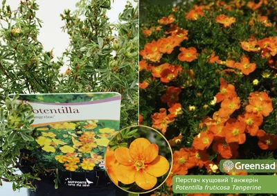 Лапчатка кустарниковая Танжерин (Tangerine) купить в Киеве, цена — Greensad
