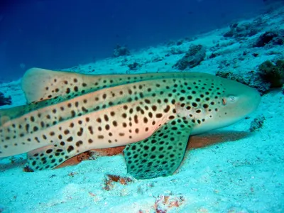 Леопардовая акула | Leopard Shark at 'Shark Point' | Diving Phuket,  Thailand - YouTube