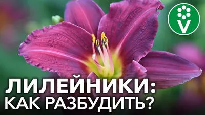 Лилейник гибридный Милдред Митчел 🌿 обзор: как сажать, рассада лилейника  Милдред Митчел - YouTube