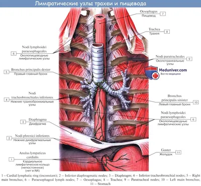 Анатомия: Лимфатические узлы и сосуды грудной клетки. Топография, строение,  расположение лимфатических узлов и сосудов грудной клетки