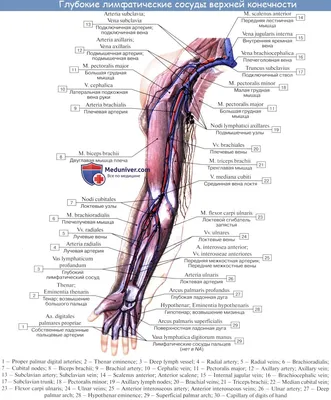 Анатомия: Лимфатические узлы и сосуды верхней конечности (руки).  Топография, строение, расположение лимфатических узлов и сосудов верхней  конечности ( руки ).
