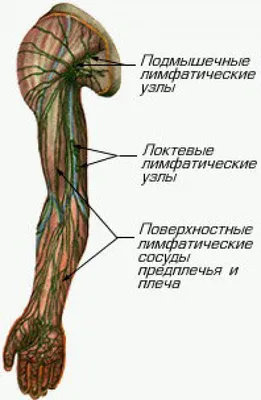 Calaméo - 470 Telo Cheloveka Anatomija Fiziologija Zdorove Volcit P M 2012  128s