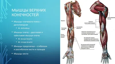 Методы визуализации околощитовидных желез при первичном гиперпаратиреозе.  Обзор литературы | Слащук | Эндокринная хирургия