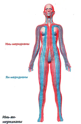 Анатомия._Ткани__ОДА__внутренние_органы._Раздел_4_11-12.pdf - Speaker Deck