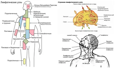 Лимфоузлы: о чем говорит воспаление - Телеграф