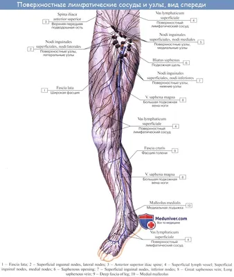 Анатомия: Лимфатические узлы и сосуды нижней конечности (ноги). Топография,  строение, расположение лимфатических узлов и сосудов ноги