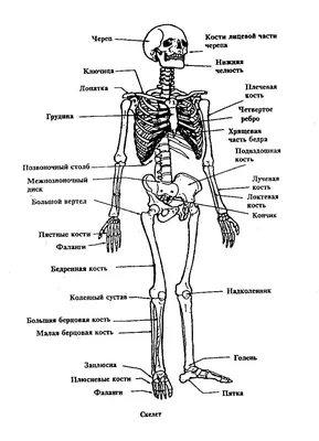 Лекция Сердечно сосудистая система.