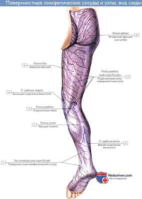 Анатомия: Лимфатические узлы и сосуды нижней конечности (ноги). Топография,  строение, расположение лимфатических узлов и сосудов ноги