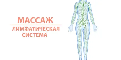 Массаж и Лимфатическая система ᐈ Советы от Салона Колибри