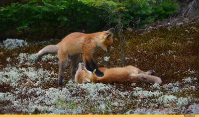 Скачать обои лиса, лисица, животное, лисята бесплатно для рабочего стола в  разрешении 2293x1834 — картинка №640350