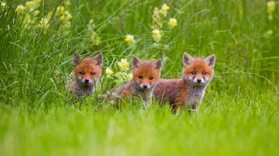 Братцы лисы. Фотограф Геннадий Лагунин
