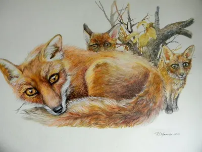 Новые бесплатные фото Рыжая лиса, живая природа, лисята, млекопитающее,  хищник | Млекопитающие, Лисята, Хищник