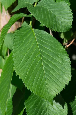 Вяз Листья Зеленый Висячий - Бесплатное фото на Pixabay