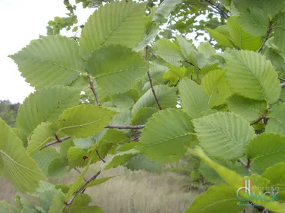 Листья вяза гладкого | Древесные растения Омской области