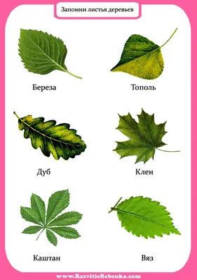 Дерево вяз: описание полезных свойств, видов и применения. Фото, как  выглядит, где растет в России и как используется в ландшафте