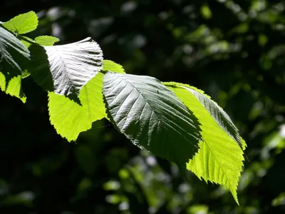 Зеленый лист вяза изолирован | Премиум Фото