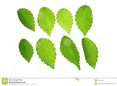 листья вяза стоковое изображение. изображение насчитывающей ботаническую -  14537255