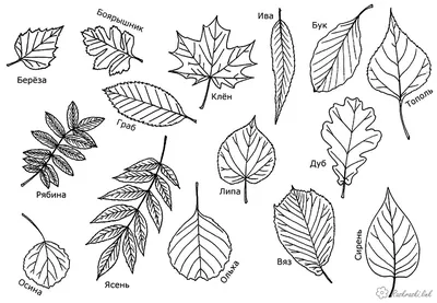 Листья вяза осенью - фото и картинки: 42 штук