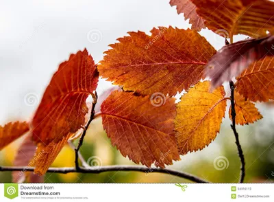 Листья осени красочные вяза Стоковое Изображение - изображение  насчитывающей желтый, сезон: 34916113