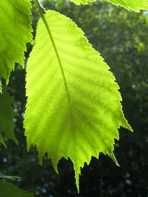 Поврежденный лист дерева - скачать бесплатно текстурные атласы и декали,  Substance PBR материал в высоком разрешении