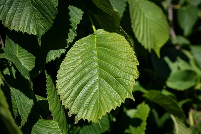 Зеленые лист дерева вяза изолированные на белом Backgro Стоковое Фото -  изображение насчитывающей падение, макрос: 40081184