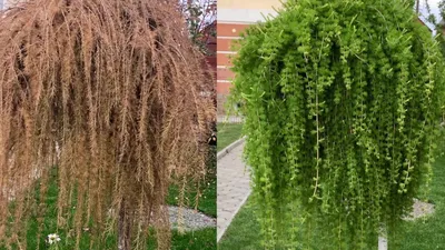 Как сформировать штамб у хвойных растений. посадка, уход, фото, как  вырастить и собрать урожай - «Блог Флориум.юа» 2023