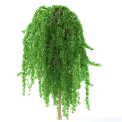 Деревья Лиственница японская Стиф Випер плакучая на штамбе скачать  бесплатно, также платные версии для | GreatCatalog