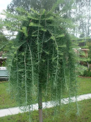 Лиственница Японская кемпфера Стив Випер на штамбе 130 см (Larix kaempferi  Stiff Weeper PA 130) | Питомник растений Сосны