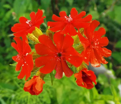 Халцедонский лихнис или Зорька – яркий многолетний цветок | Точка  соприкосновения | Дзен