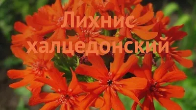 ЛИХНИС КРАСНЫЙ | Питомник Декоративный Сад