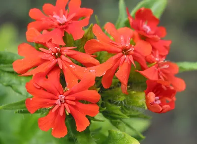 Семена Цветы Лихнис Мальтийский крест 0,1г купить в интернет-магазине  Доминго