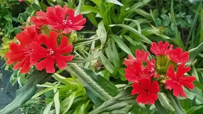 Лихнис Silene красный или красный цветок Catchfly в дикой природе Стоковое  Фото - изображение насчитывающей семья, цветок: 184706714
