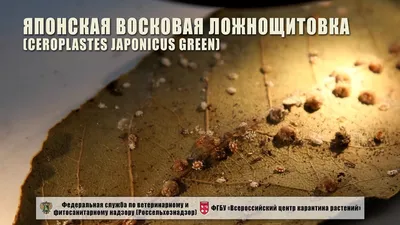 Японская восковая ложнощитовка (Ceroplastes japonicus Green) - YouTube