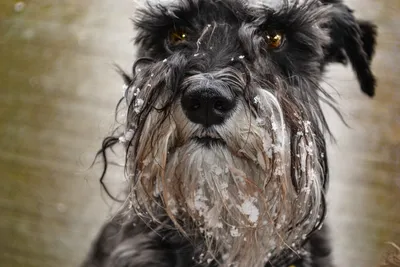 Порода собак с лохматой мордой (65 фото) - картинки sobakovod.club