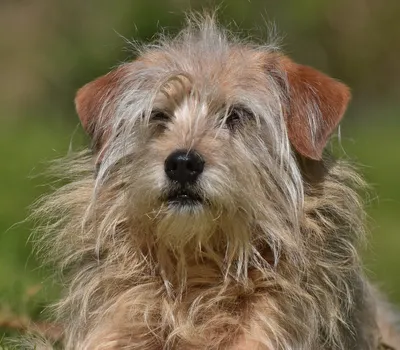 Маленькая волосатая собака - 50 фото: смотреть онлайн