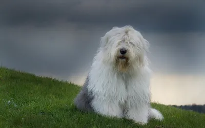 Белая лохматая собака порода (36 фото) - картинки sobakovod.club