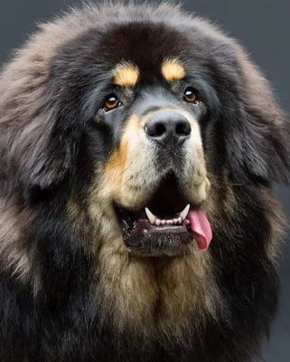 Большие лохматые собаки - 54 фото: смотреть онлайн