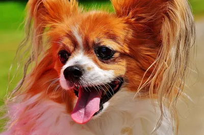 Лохматые прелести: ТОП-5 самых симпатичных пород собак