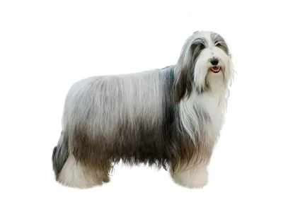 Пушистые породы собак - ТОП-30 cамых лохматых и с длинной шерстью с  описаниями, фото и отзывами владельцев