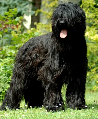 Большая черная собака порода лохматая (60 фото) - картинки sobakovod.club