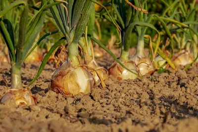 Разновидности лукового глянца имеют значение в борьбе с трипсами — AgroXXI