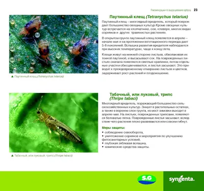 Арбузы от Syngenta - CALAMEO Downloader